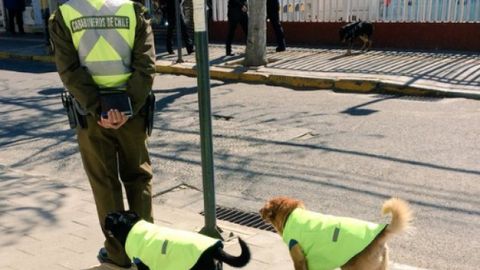 Chilida daydi itlarni ish va uy bilan ta’minlashyapti