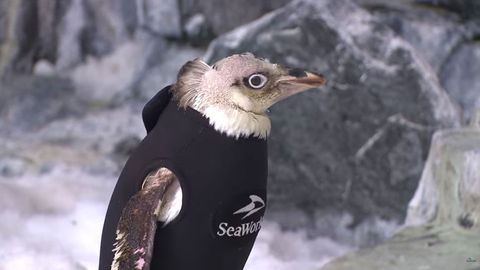 Орландо океанариумида патларини йўқотган пингвинга гидрокостюм кийдирилди (видео)