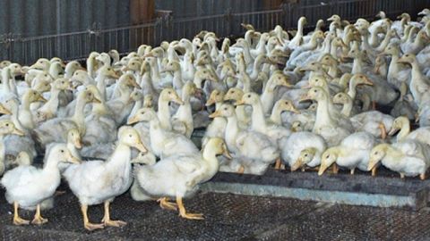 Голландиядаги ўрдак фермасида парранда гриппи аниқланди