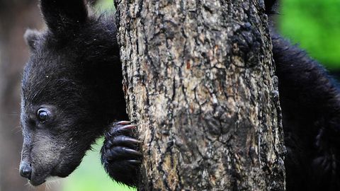 Rossiyada ovchilar ayiq bolasini brakonyerlar qopqonidan qutqarib oldi