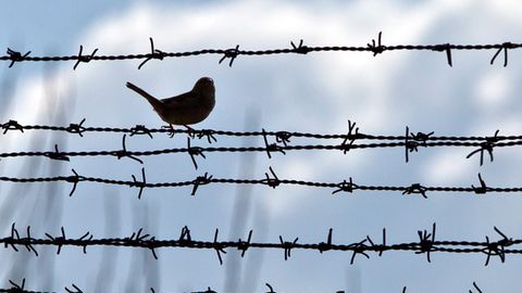 O‘zbekistonda qariyb 40 ming kishi amnistiya qilindi