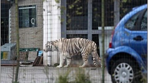 Italiyada yo‘lbars ko‘chma sirkdan qochib ketdi (video)