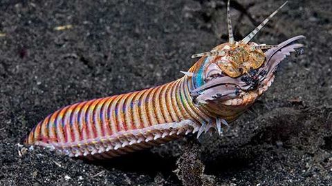 Qo‘rqinchli yirtqich: O‘ljasini suvning tebranishiga ishonib tutadigan ko‘r va kar Avstraliya qirmizi chuvalchangi (video)