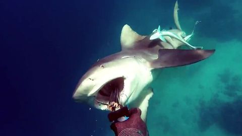 Kulrang akulaning g‘avvosga hujumidan faqat akula zarar ko‘rdi (video)