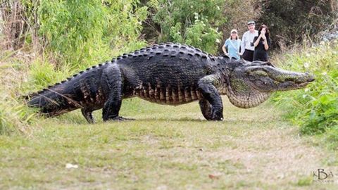 Флорида манзаралари: Боғ бўйлаб шунчаки сайр қилиб юрган баҳайбат тимсоҳ (видео)