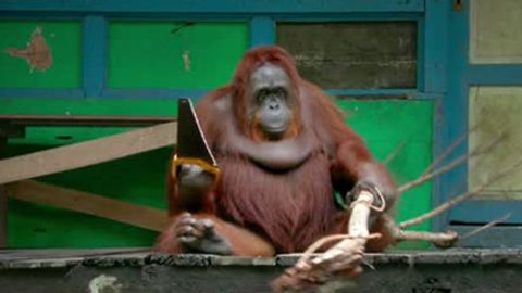 Orangutan arradan foydalanishni o‘rgandi (video)