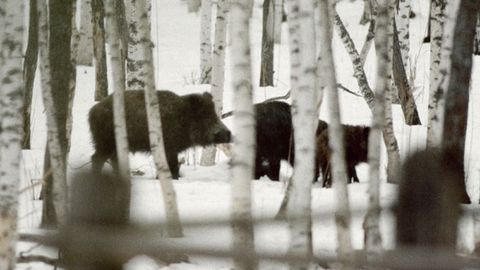 Ovchi ov vaqtida muzga tiqilib qolgan ikkita to‘ng‘izni qutqardi (video)