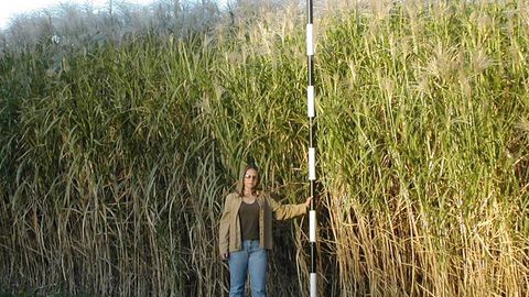 Россиялик олимлар Сибирда ғўзага ўхшаш мискантус ўсимлигини етиштиришни таклиф қилмоқда