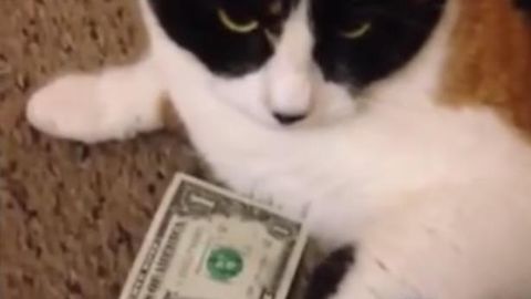 Video: Dollarni bermayotgan ziqna mushuk