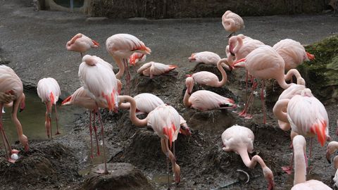 Чехиядаги ҳайвонот боғида тўсиқдан ошиб ўтган болалар фламингонинг бошига етди