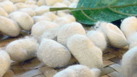 Buxoroda “O‘zbekipaksanoat” uyushmasi tashkil etiladi