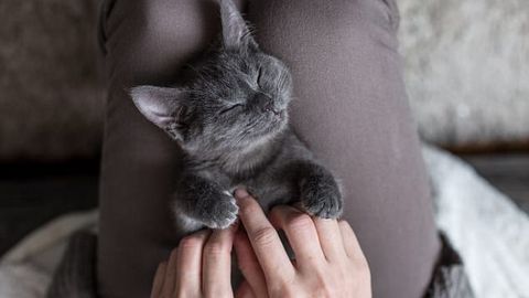 Olimlar: mushuklarga ovqatdan ko‘ra insonlar bilan aloqa qilish ko‘proq yoqadi