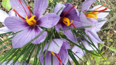 Ўзбекистоннинг 23 туманида шафран плантациялари ташкил этилади