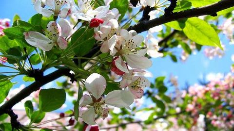 O‘zbekistonda Navro‘z bayramiga tayyorgarlik boshlandi. U umumxalq sayillari shaklida o‘tkaziladi