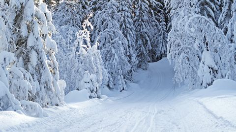 Tuvada o‘layotgan buvisiga yordam chaqirish uchun 4 yoshli qizcha qorli o‘rmon orqali 8 km masofani bosib o‘tdi