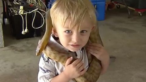 Avstraliyalik ikki yoshli ilon tutuvchi internetda mashhur bo‘lib ketdi (foto)