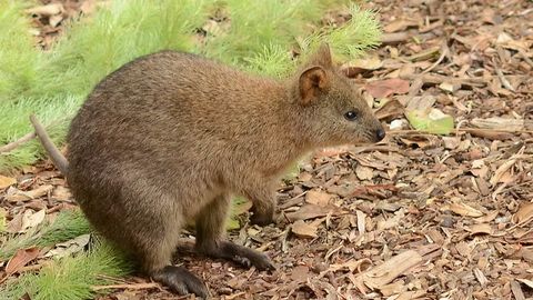 Kvokka bolasi tasvirga olindi. Bu fan uchun muhim ahamiyatga ega