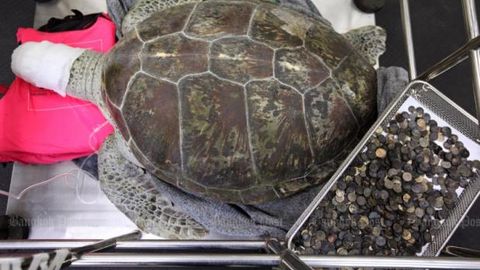 Таиландда Ақчадон лақабини олган тошбақанинг ошқозонидан 5 кг танга топилди