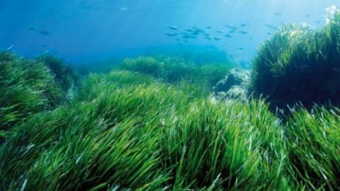 Suv o‘tlari: suvosti dunyosining inson uchun foydasi