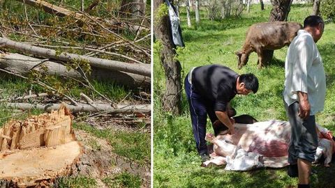 Samarqandning Mirzo Ulug‘bek bog‘idagi achinarli manzara: axlatxona va qassobxonaga aylanib, daraxtsiz qolgan bog‘