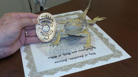 АҚШда калтакесак полиция офицерига айланди