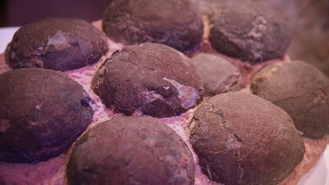 Хитойлик ишчи 70 миллион йил аввалги динозавр тухумларига дуч келди