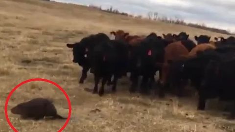 Podachi qunduz: Dunyodagi eng “kanadabop sahna” (video)