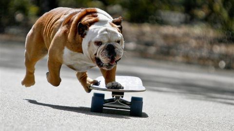 Video: Londonda skeytbord taxtasida uchayotgan Fransiya buldogi