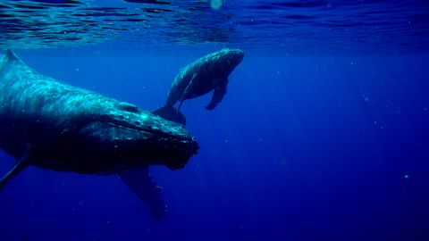 Ona kit sayyohlarga bolasi bilan “tanishish”ga ruxsat berdi (video)