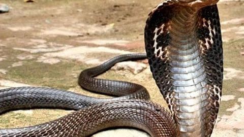 Hindistonda “ilon avrovchi” tomoshasida kobra sayyohning yuzidan chaqib oldi (video)