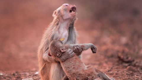 Foto: Ona maymunning qayg‘uli chinqirig‘i