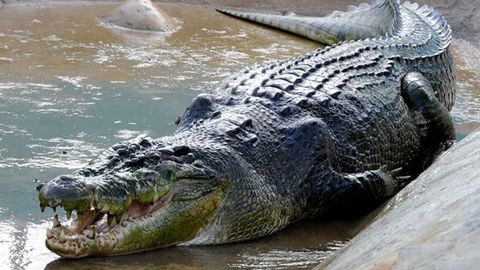 Зимбабведа Исо Масиҳ мўъжизасини кўрсатиб бераётган руҳонийни тимсоҳлар еб қўйди