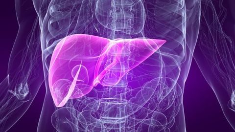 Тадқиқотчилар жигар сутка мобайнида 1,5 баробар катталашишини исботлади