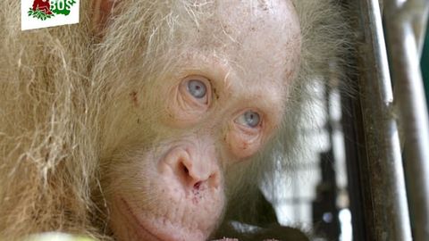 Ko‘k ko‘zli orangutan-albinos Borneoda asirlikdan ozod qilindi