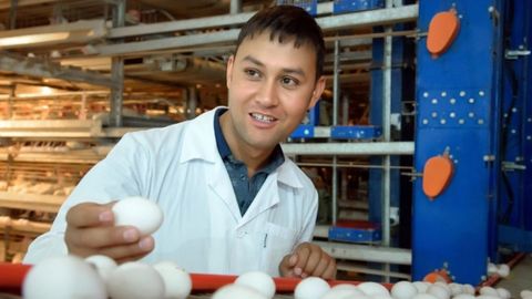 Afg‘oniston va Tojikistonga 1 million dollarlik tuxum eksport qilinadi