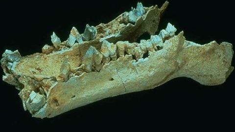 Birlashgan Arab Amirliklarida noma’lum qadimiy mavjudot qoldiqlari topildi