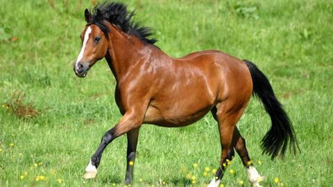 Chortoqlik 8-sinf o‘quvchisi qo‘shni tumandan 6 mln so‘mlik ot o‘g‘irladi