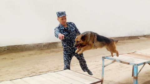 Қорақалпоғистонда содир этилган қотиллик ва гиёҳвандлик жиноятлари ИИВнинг хизмат итлари ёрдамида фош этилди
