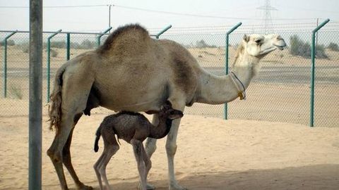 БААда биринчи марта ҳайвонни клонлаштиришди