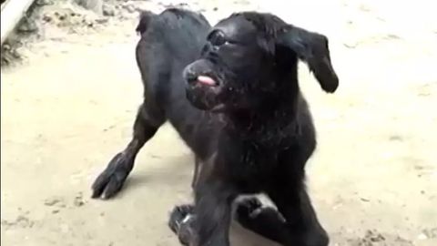 Hindistonda bir ko‘zli “muqaddas” echki tug‘ildi