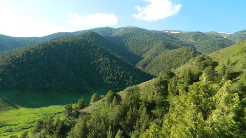 Nizomiddin Bakirov O‘rmon xo‘jaligi davlat qo‘mitasi raisi etib tayinlandi