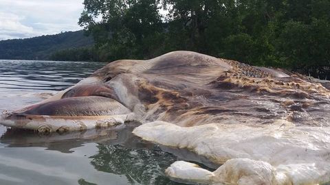 Индонезияда 15 метрли номаълум денгиз мавжудоти соҳилга чиқиб қолди (видео)