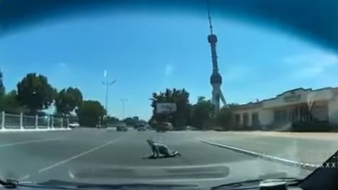 Toshkentda yosh ayol o‘zini mashina g‘ildiraklari ostiga tashlashga urindi (video)