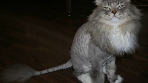 AQSh politsiyasi mushuklar yungini kesib tashlayotgan o‘g‘rini qidirmoqda