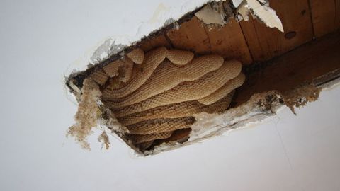 Amerikalik ayolning uyi shiftidan 120 mingta asalari va 60 kg asal chiqdi (video)