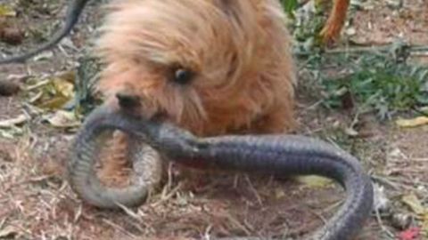 Janubiy Afrikada it o‘z egasini ilondan himoya qilishga urinib halok bo‘ldi