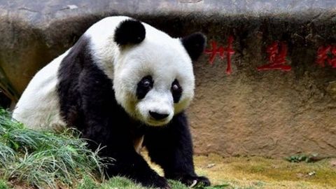 Xitoyda dunyodagi eng keksa katta pandalardan biri o‘ldi