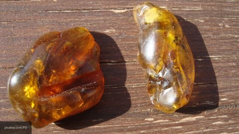 Paleontologlar ilk bor Pekinda yoshi 99 million yilni tashkil etgan qahrabodagi qush bolasini namoyish etdi