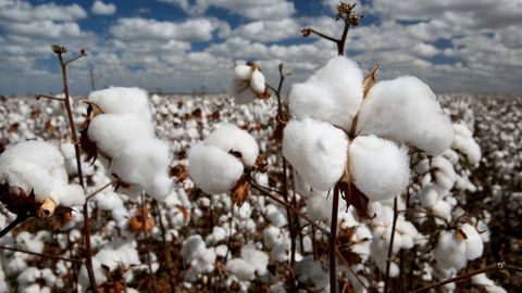 Prezident Shavkat Mirziyoyev Toshkent shahrida paxta bo‘yicha xalqaro tadbirlarni munosib o‘tkazish bo‘yicha farmoyish qabul qildi