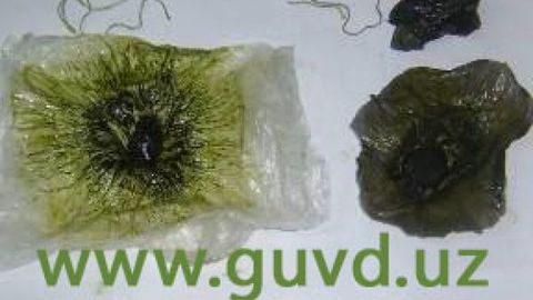 Chilonzorda yonida 6,2 gramm marixuana saqlagan fuqaro qo‘lga olindi